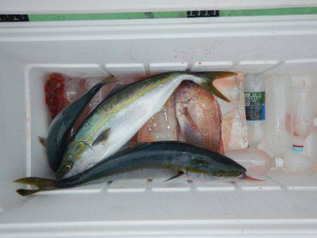 sea boss　シーボス 釣果