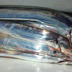 せとうちフィッシング 釣果