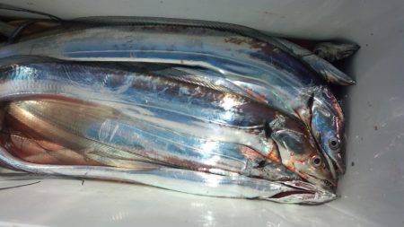 せとうちフィッシング 釣果