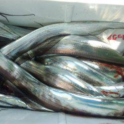 せとうちフィッシング 釣果