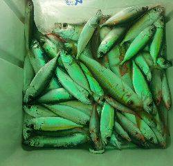 本部釣りイカダ 釣果