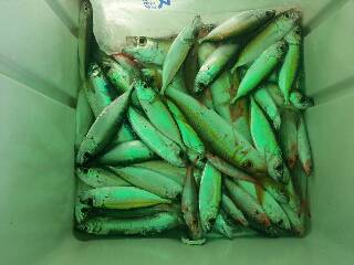 本部釣りイカダ 釣果