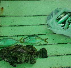 本部釣りイカダ 釣果