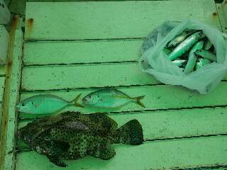 本部釣りイカダ 釣果