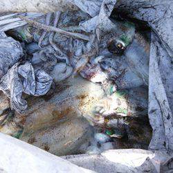 松本釣船２ 釣果