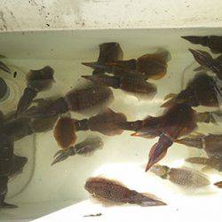 松本釣船２ 釣果