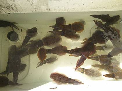 松本釣船２ 釣果