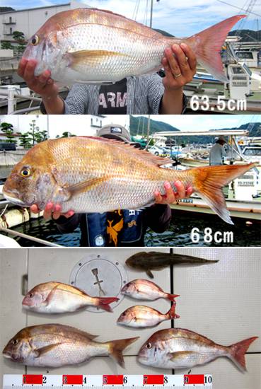 来温丸（らいおんまる） 釣果