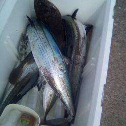 ファイヤードルフィン 釣果