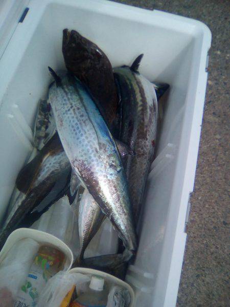 ファイヤードルフィン 釣果