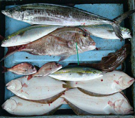 明神釣船 釣果