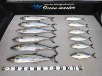 オーシャンマスター 釣果