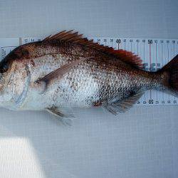 フルコンタクト 釣果