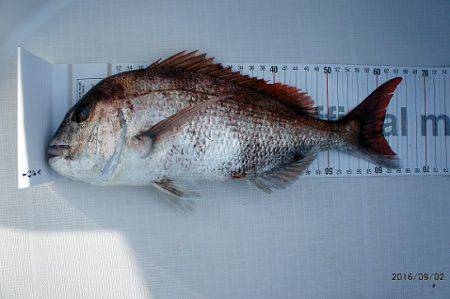 フルコンタクト 釣果