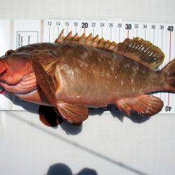 フルコンタクト 釣果