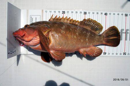 フルコンタクト 釣果