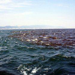 フルコンタクト 釣果