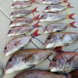 オーフリー 釣果