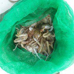 松本釣船２ 釣果