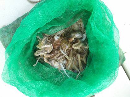 松本釣船２ 釣果