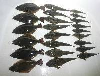 オーシャンマスター 釣果