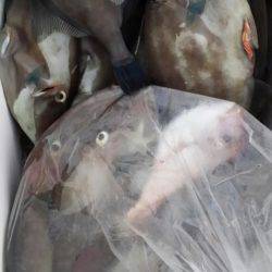 オーフリー 釣果