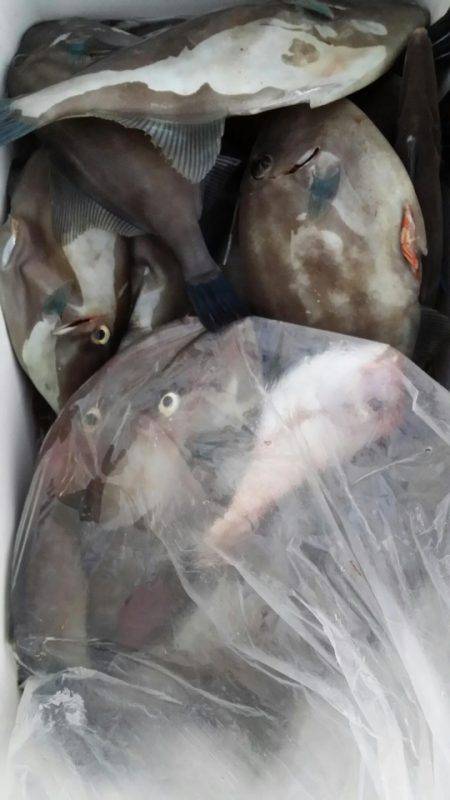 オーフリー 釣果