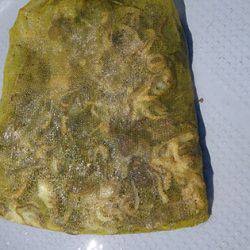 松本釣船2 釣果