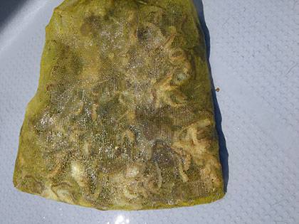 松本釣船２ 釣果