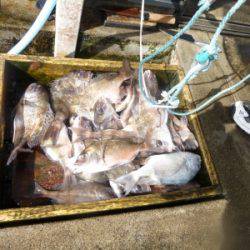 海釣り公園みかた 釣果