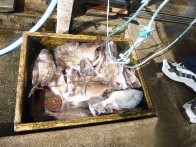 海釣り公園みかた 釣果