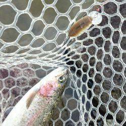 みどりフィッシングエリア 釣果