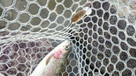 みどりフィッシングエリア 釣果