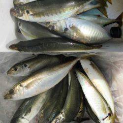 来温丸（らいおんまる） 釣果