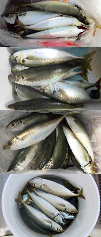 来温丸（らいおんまる） 釣果