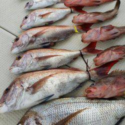 オーフリー 釣果