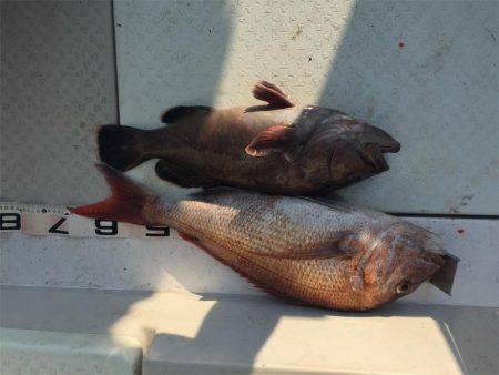 マタウマリンサービス 釣果