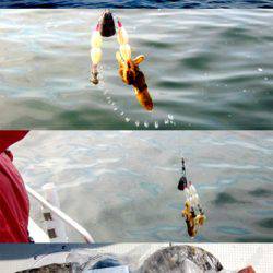 来温丸(らいおんまる) 釣果