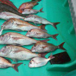 せとうちフィッシング 釣果