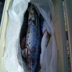 ファイヤードルフィン 釣果