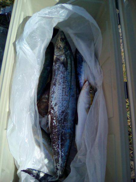 ファイヤードルフィン 釣果