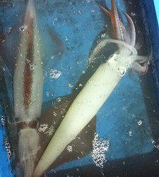 海龍丸（福岡） 釣果