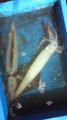 海龍丸（福岡） 釣果