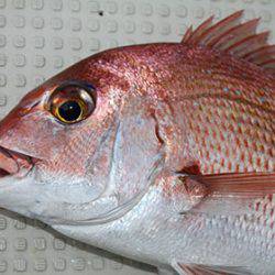 松本釣船２ 釣果