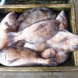 海釣り公園みかた 釣果