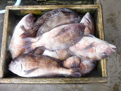 海釣り公園みかた 釣果