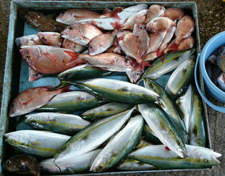 明神釣船 釣果