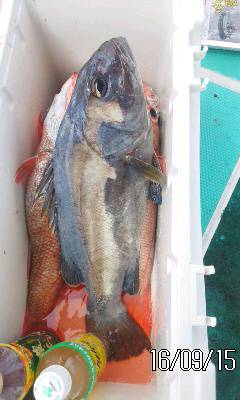 モンロー号 釣果