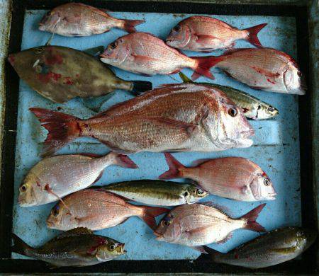 明神釣船 釣果