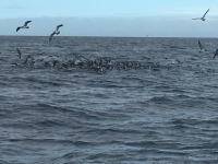 オーシャンマスター 釣果